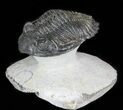 Flying Hollardops Trilobite - Nice Preperation #45597-1